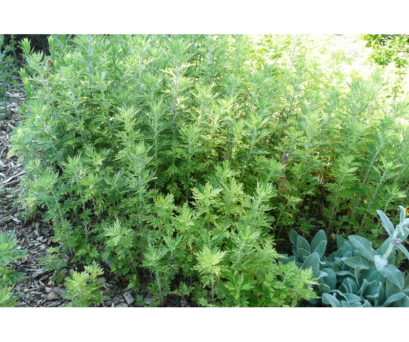 Oriental Limelight Sage